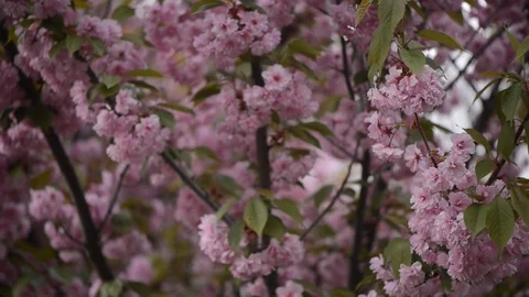 Sakura is blooming. Sakura branches. 動画素材 108418475
