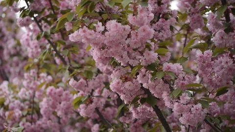 Sakura is blooming. Sakura branches. 動画素材 108418503