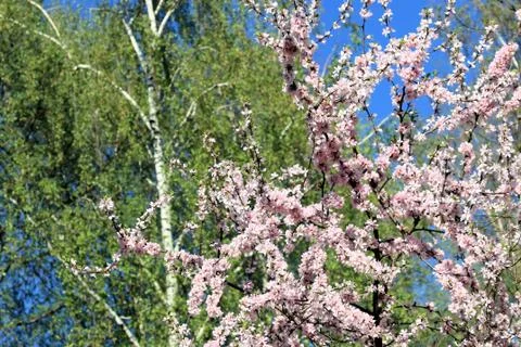 Sakura blooming in spring against a background of trees and sky Stock Photos