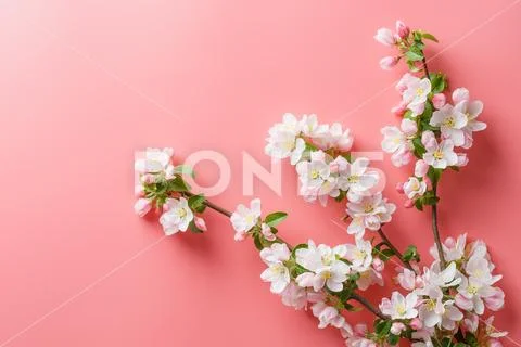 Sakura blooming, spring flowers on a pink background with space for a greetin Stock Photos