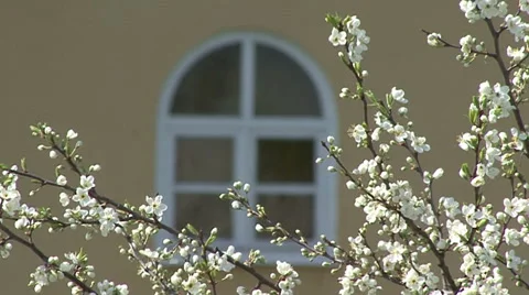 Sakura blooming.Camera moves Stock Footage 53005430