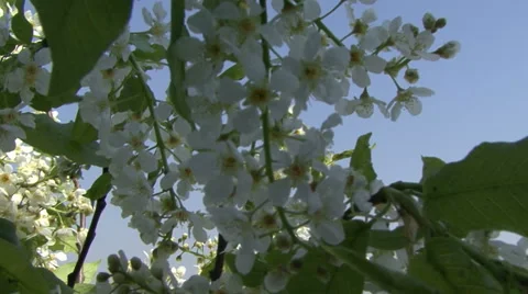 Sakura blooming.Camera moves Stock Footage 53005481