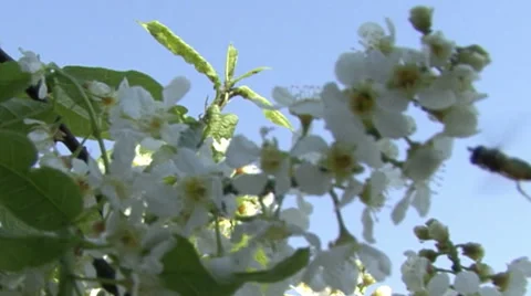 Sakura blooming.Camera moves Stock Footage 53005510