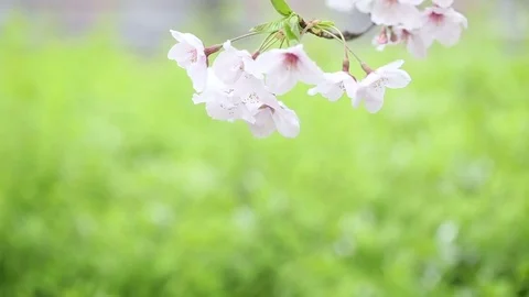 Sakura blossing beautiful flower Stock Footage 74659719