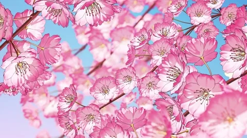 Sakura Blossom Animation - Seamless Loop 스톡 동영상 334659536