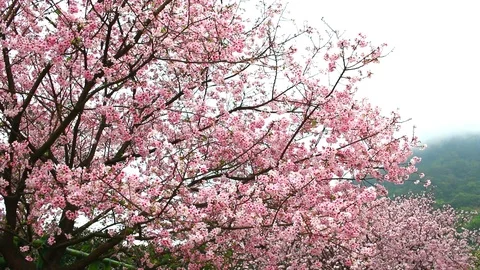 Sakura blossom on daylight Stock Footage 87540774