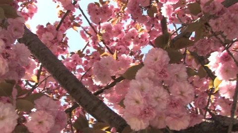 Sakura blossom Video stock 48866109