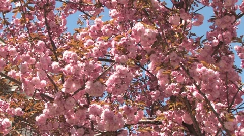 Sakura Blossom Video stock 48866160