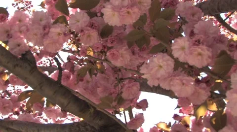 Sakura blossom Video stock 48866185