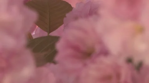 Sakura blossom Stockbeeldmateriaal 48866219