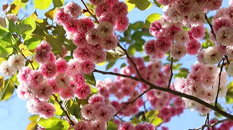 Sakura Blossom Stock Footage 62205765