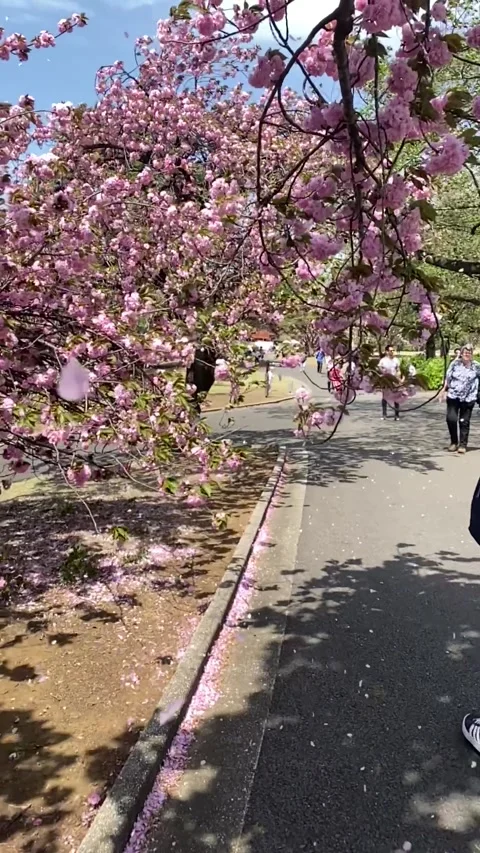 Sakura blossom Stockbeeldmateriaal 242909784