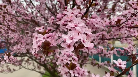 Sakura Blossom Stock Footage 277538472