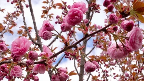 Sakura blossom spring Stock Footage 125232031