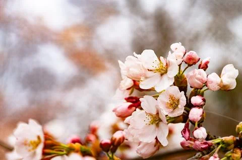 Sakura Blossom in Spring Japanese Cherry Tree Blooming Season. Hanami, Saku.. Stock Photos