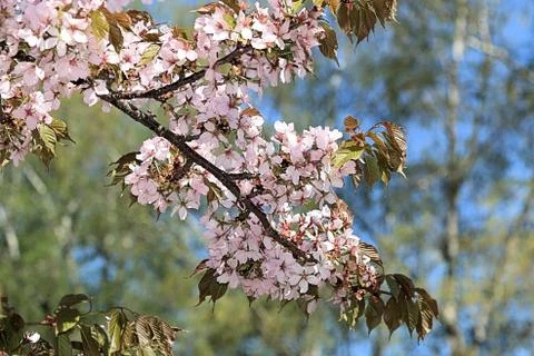 Sakura blossom in spring Stock Photos