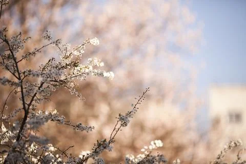 Sakura blossom in spring Stock Photos