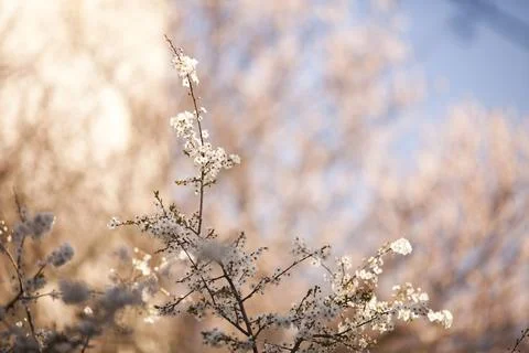 Sakura blossom in spring Stock Photos