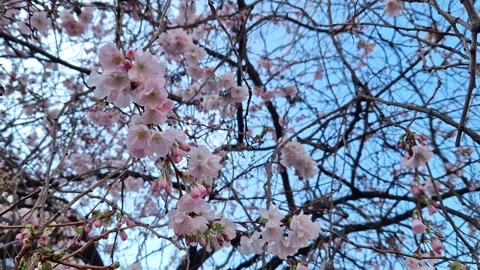 Sakura blossom in spring. Soft pink flowers against the background of the sky Stock Footage 267871063