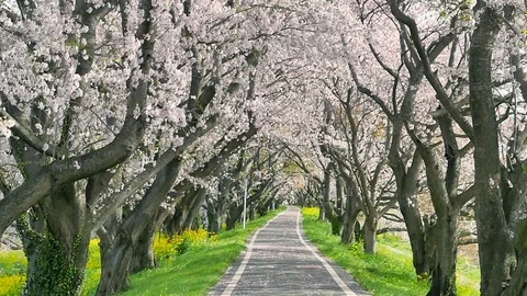 Sakura blossom on wind slow motion Vídeos de archivo 84764059