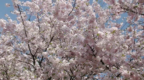 Sakura blossoming Stock Footage 25508558