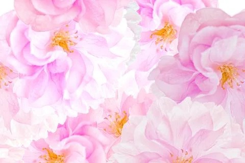 Sakura blossoms background Stock Photos