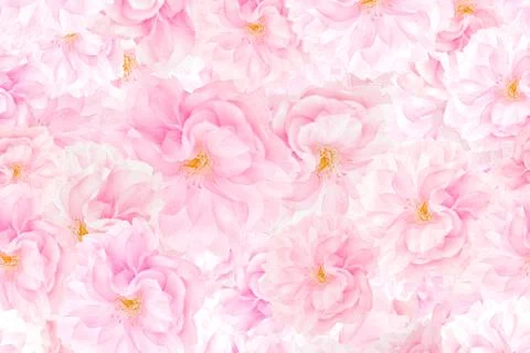Sakura blossoms background Stock Photos