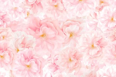 Sakura blossoms background Stock Photos