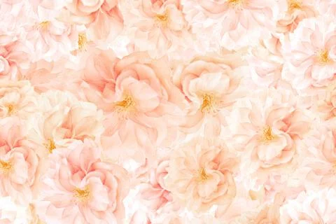 Sakura blossoms background Stock Photos