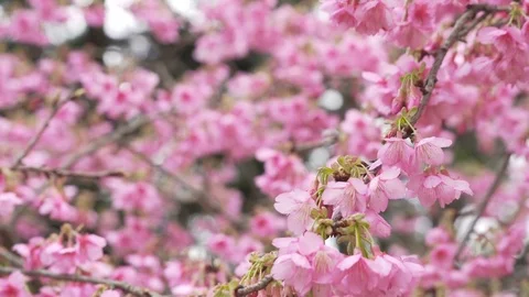 Sakura blossoms. A bee is pollinating sakura flowers in the Forest Park Stockbeeldmateriaal 84160398