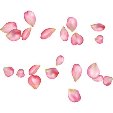 Sakura blossoms blank background template. Stock Illustration
