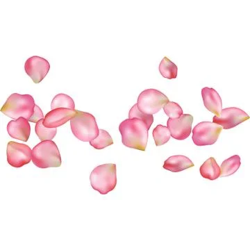 Sakura blossoms blank background template. Illustrazione stock