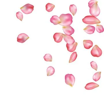 Sakura blossoms blank background template. Stock Illustration