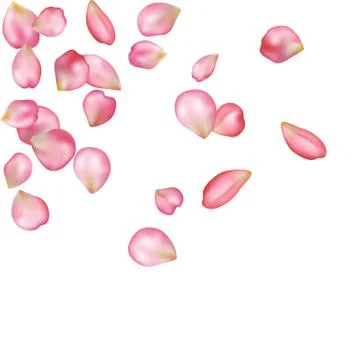 Sakura blossoms blank background template. Stock Illustration