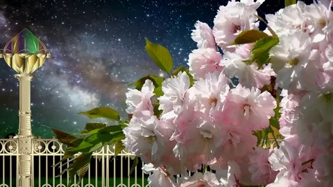 THE SAKURA BLOSSOMS Stock Footage 71635966