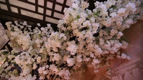 Sakura blossoms Stock Footage 73776387