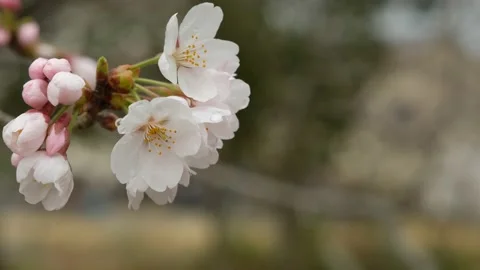 Sakura Blossoms Stock Footage 173667624