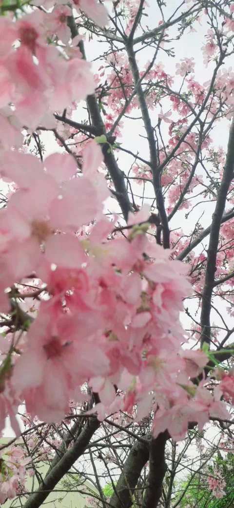 Sakura blossoms Stock Footage 237254855