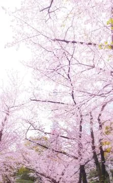 Sakura blossoms Stock Photos
