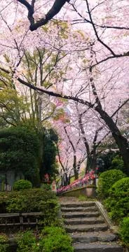 Sakura blossoms Stock Photos