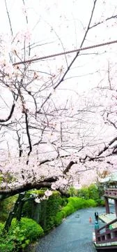 Sakura blossoms Stock Photos