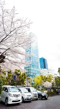 Sakura blossoms Stock Photos