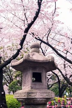 Sakura blossoms Stock Photos