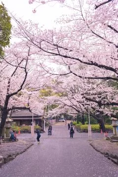 Sakura blossoms Stock Photos