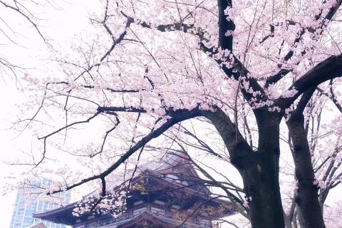 Sakura blossoms Stock Photos