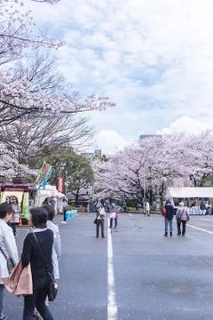 Sakura blossoms Stock Photos