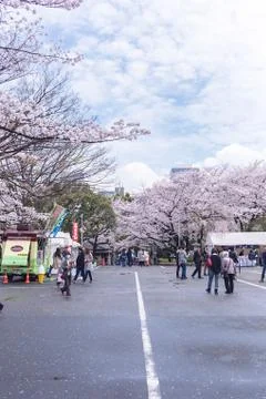 Sakura blossoms Stock Photos