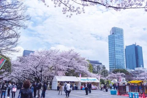 Sakura blossoms Foto stock