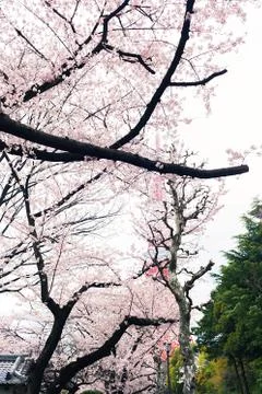 Sakura blossoms Stock Photos