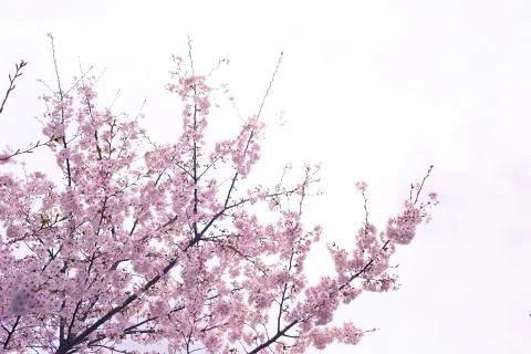 Sakura blossoms Stock Photos